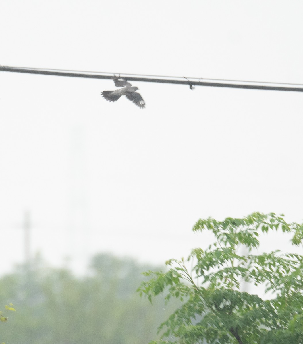 Black-winged Cuckooshrike - ML620363223