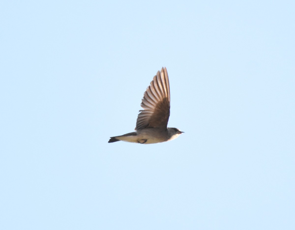 Northern Rough-winged Swallow - ML620363224