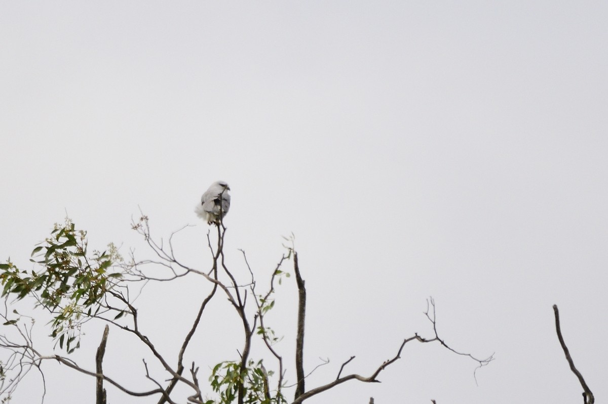 Black-shouldered Kite - ML620363227