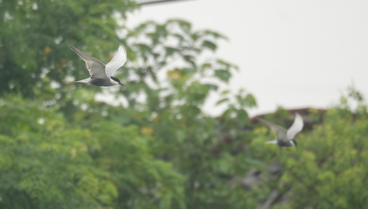 Whiskered Tern - ML620363235