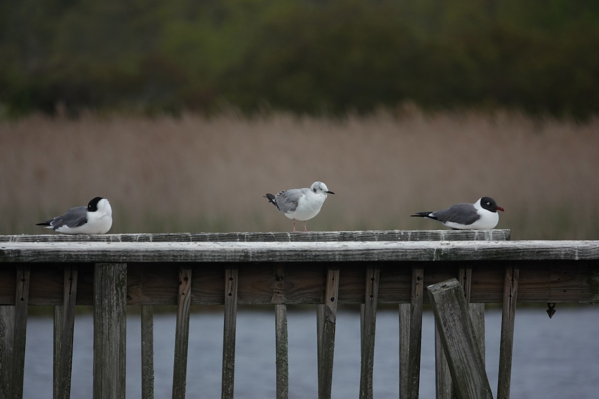 Bonaparte's Gull - ML620363257