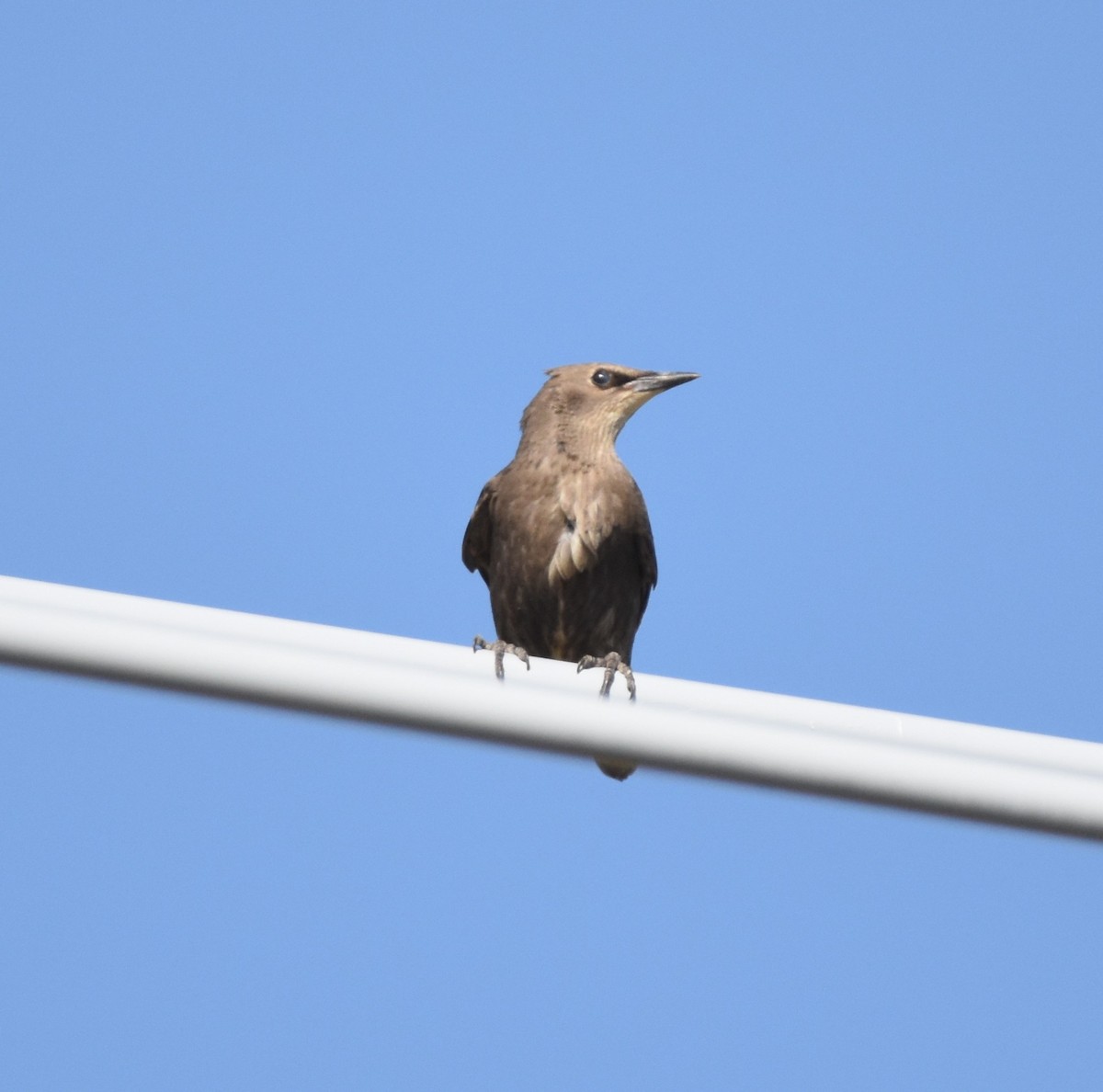 European Starling - ML620363264