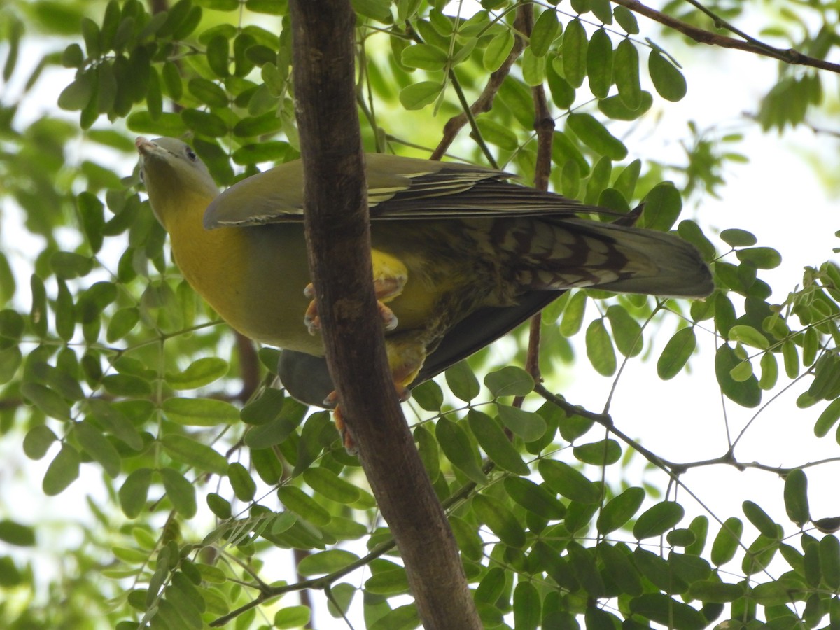 Yellow-footed Green-Pigeon - ML620363298