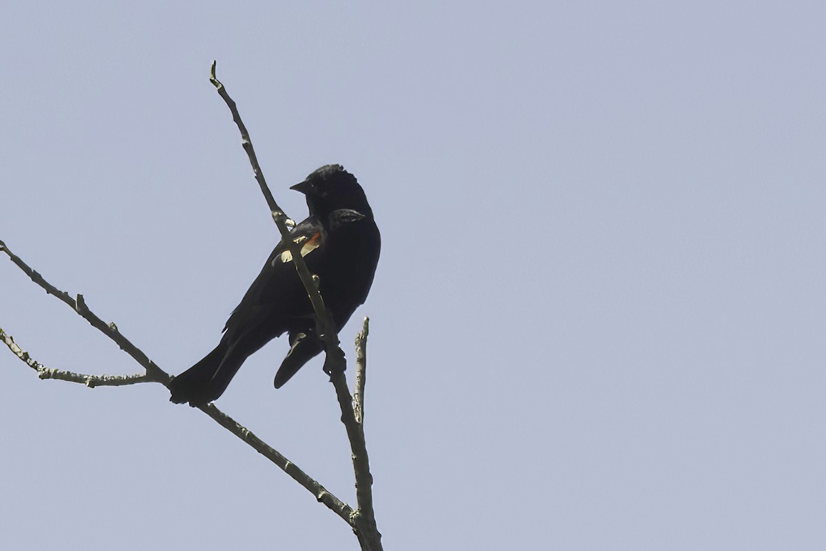 Red-winged Blackbird - ML620363303