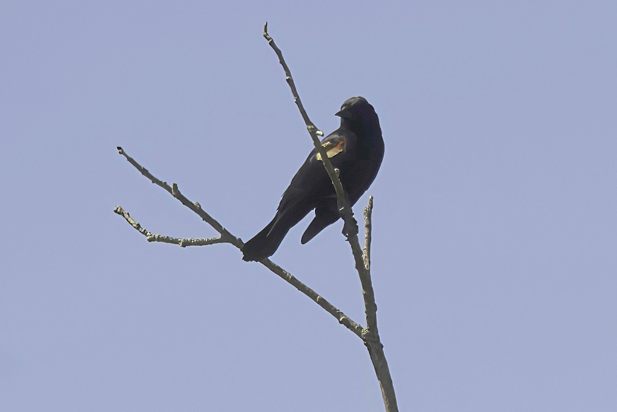 Red-winged Blackbird - ML620363304