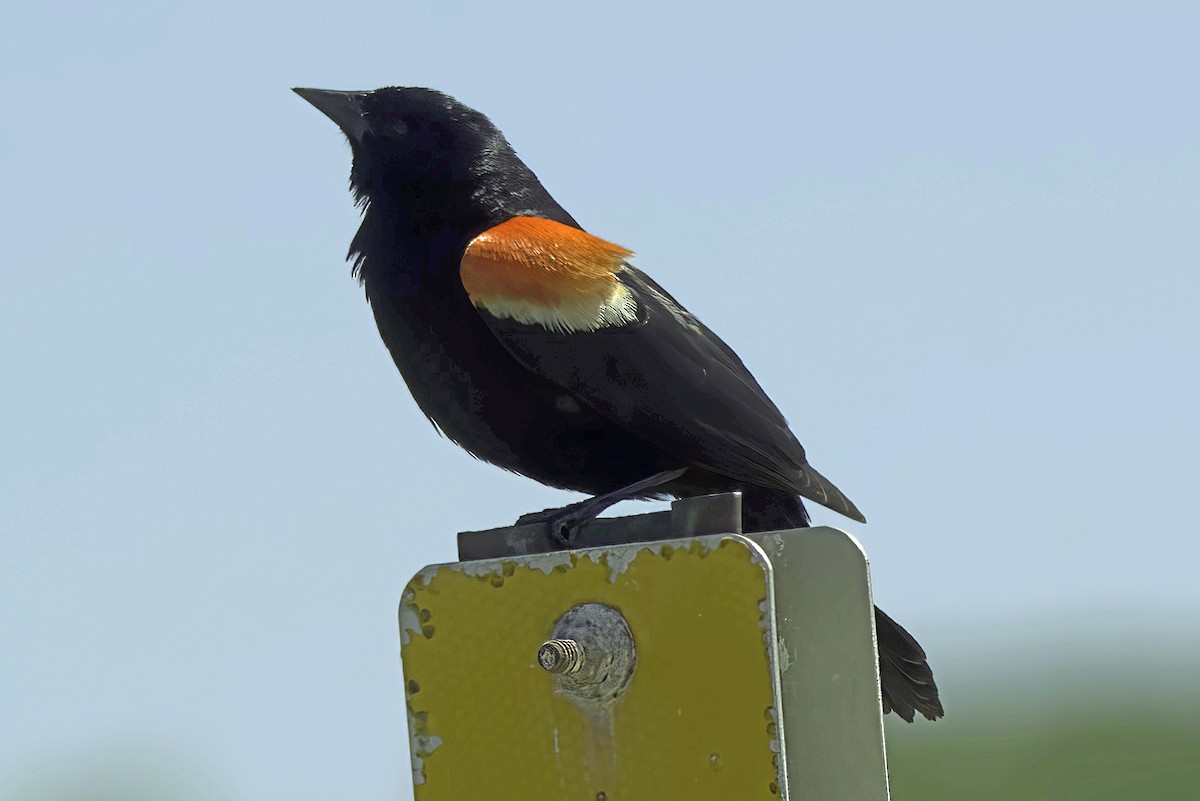 Red-winged Blackbird - ML620363305