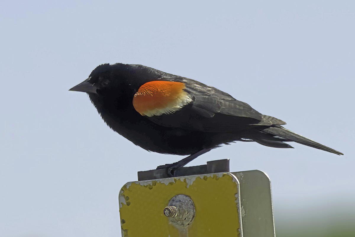 Red-winged Blackbird - ML620363308
