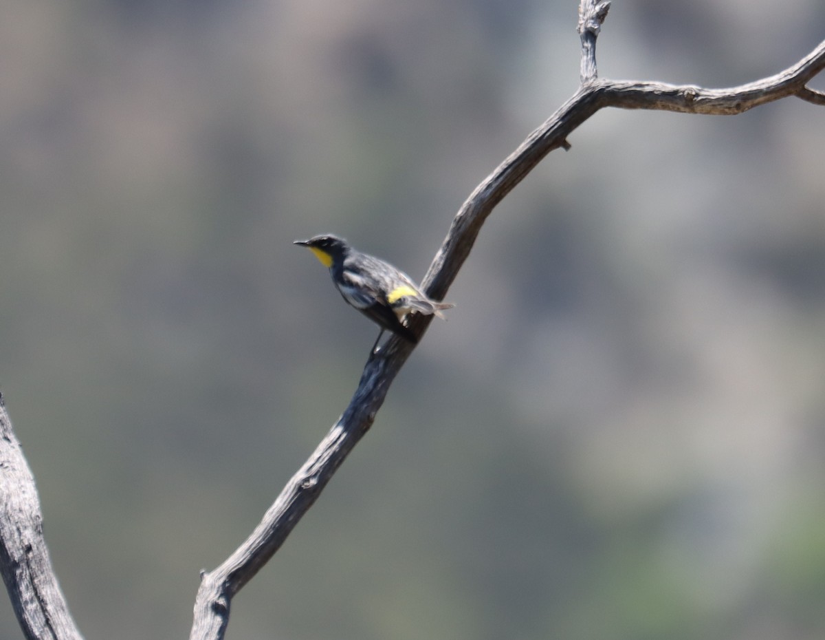 Yellow-rumped Warbler - ML620363310