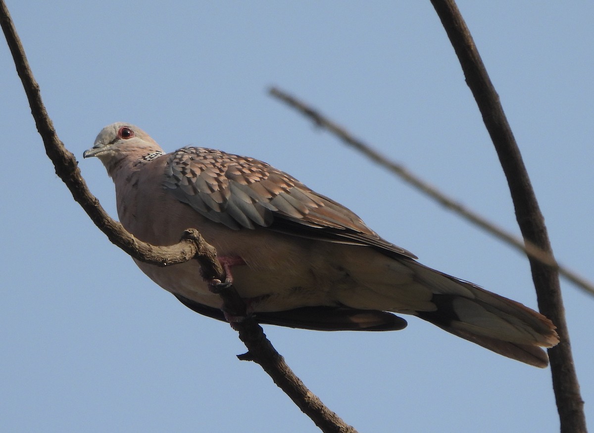 Spotted Dove - ML620363317