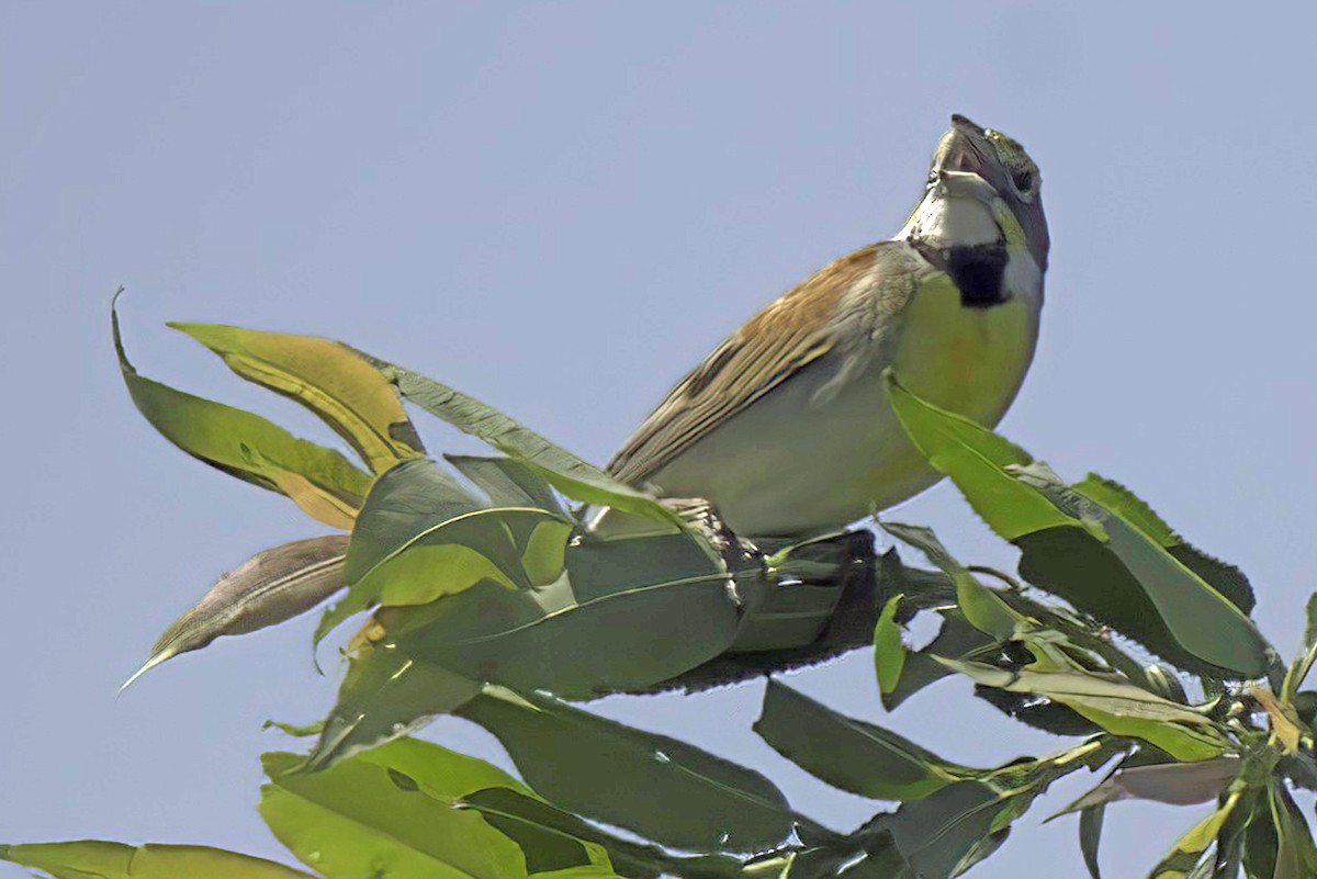 Dickcissel - ML620363322