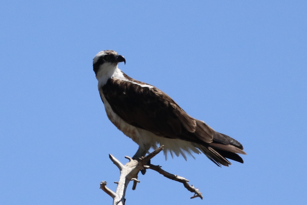 Balbuzard pêcheur - ML620363339