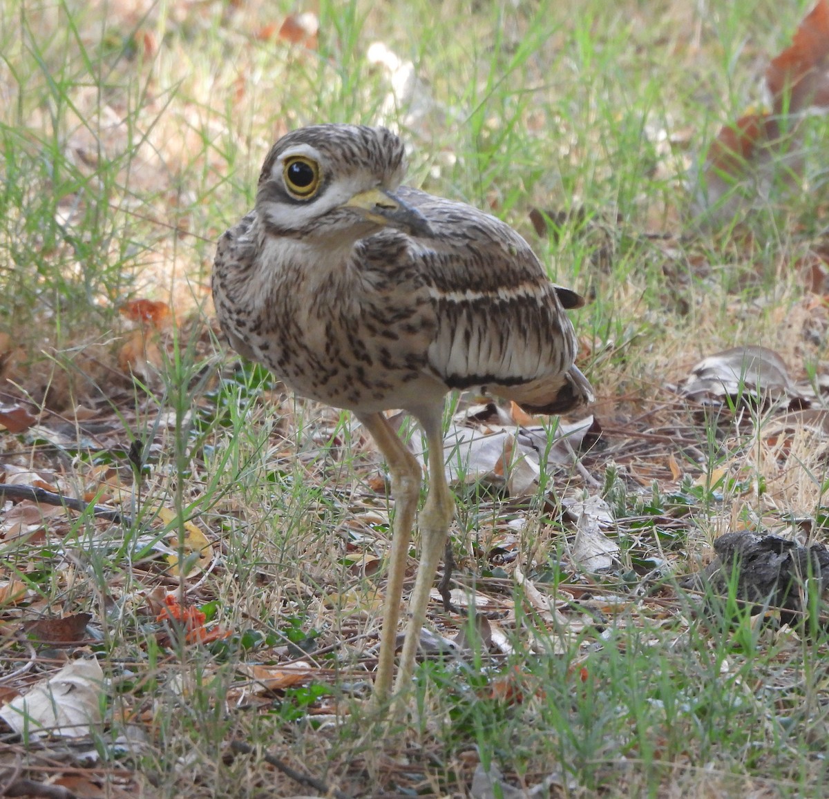 Indian Thick-knee - ML620363341