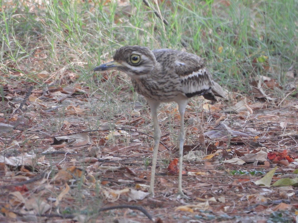 Indian Thick-knee - ML620363344