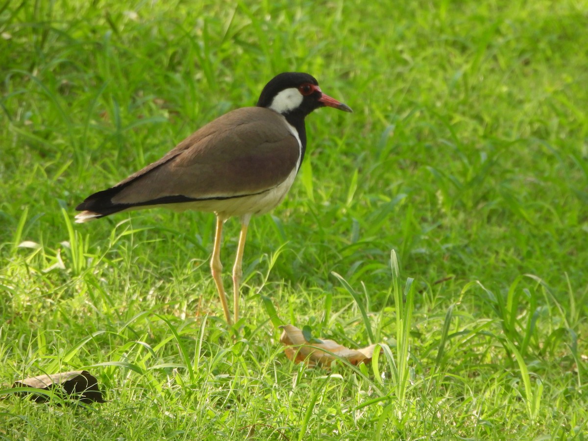 Red-wattled Lapwing - ML620363364