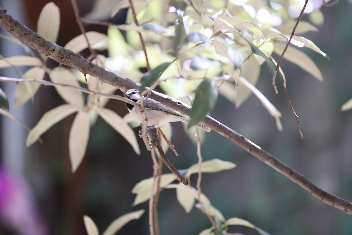 Bridled Titmouse - ML620363369