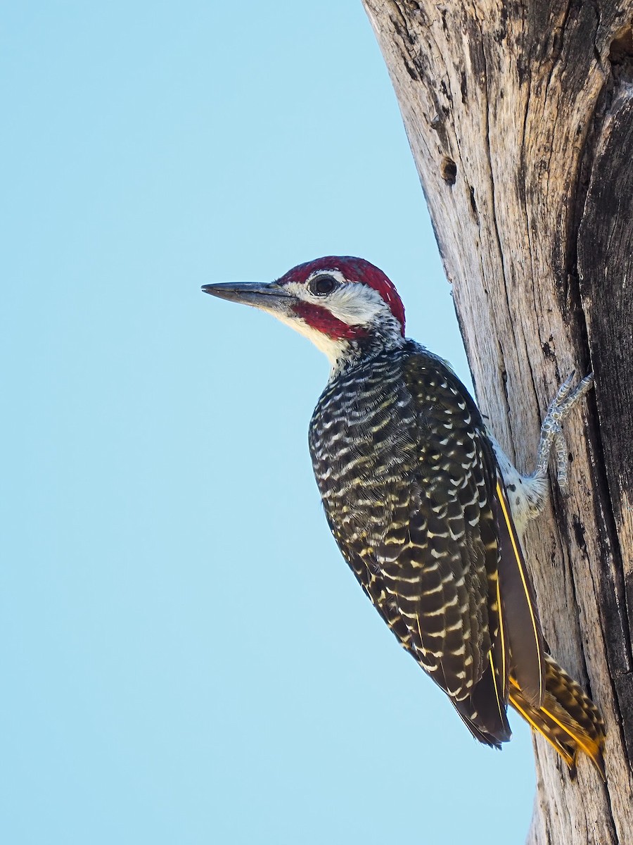 Bennett's Woodpecker - ML620363379