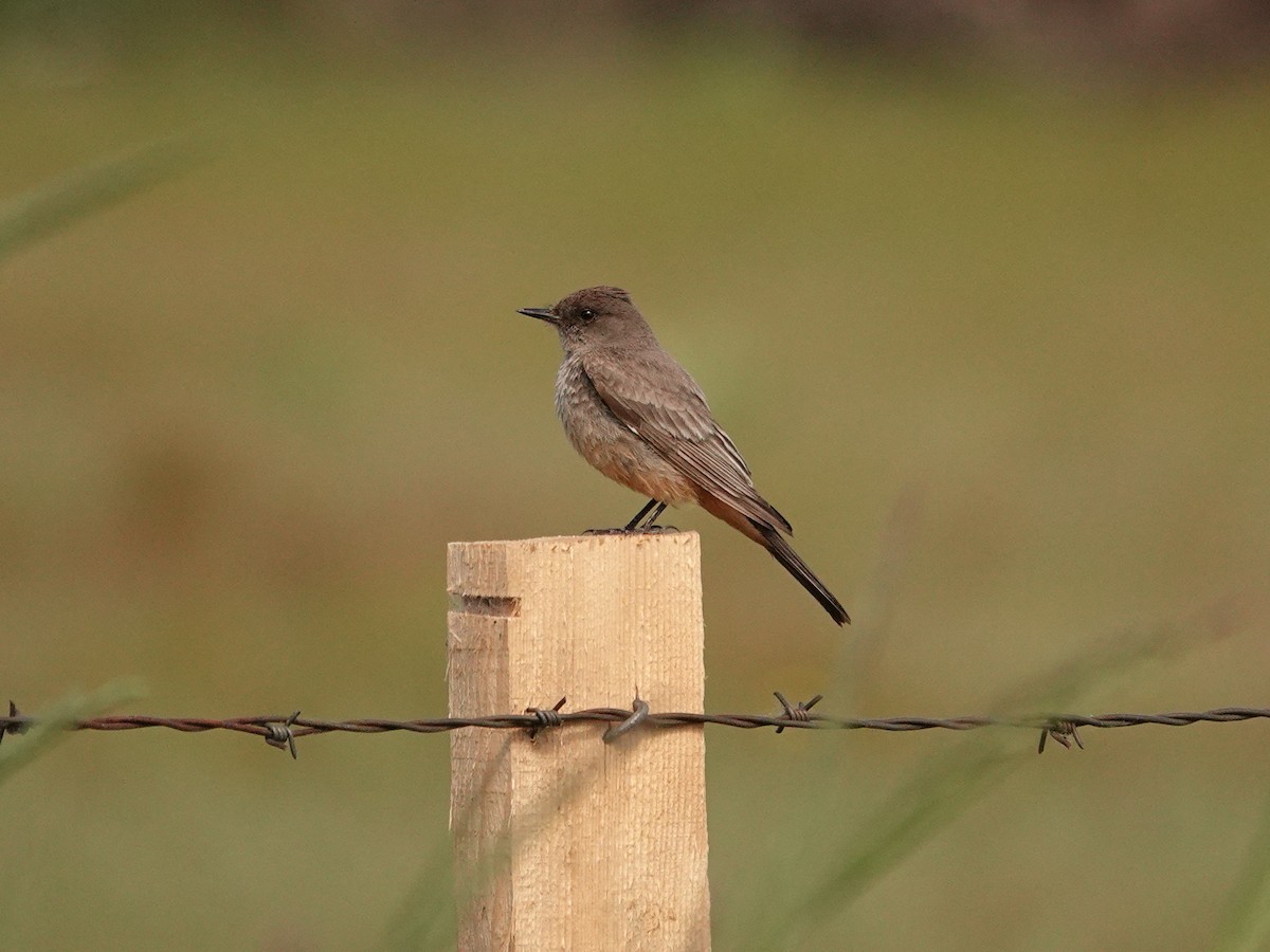 Say's Phoebe - Mike Woodall