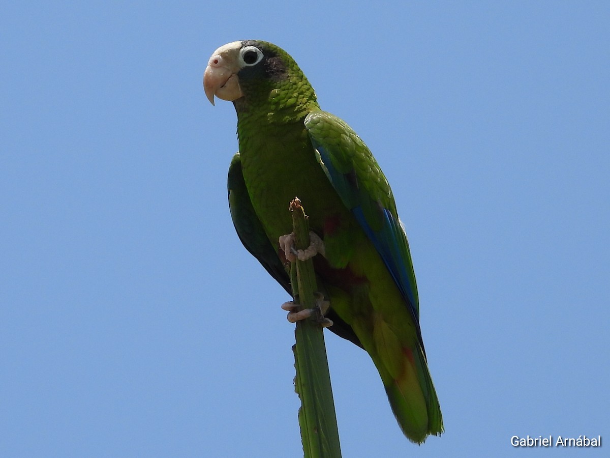 Hispaniolan Parrot - ML620363428