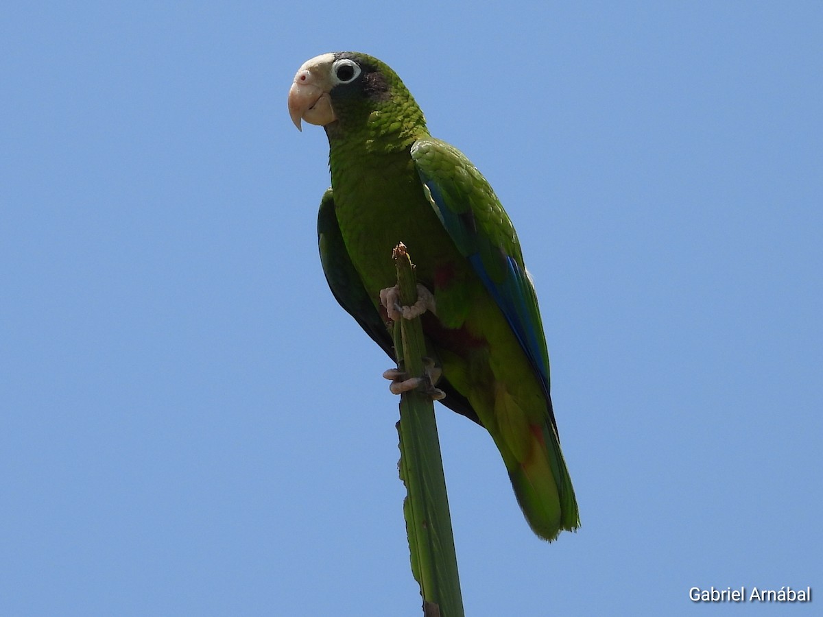 Hispaniolan Parrot - ML620363430