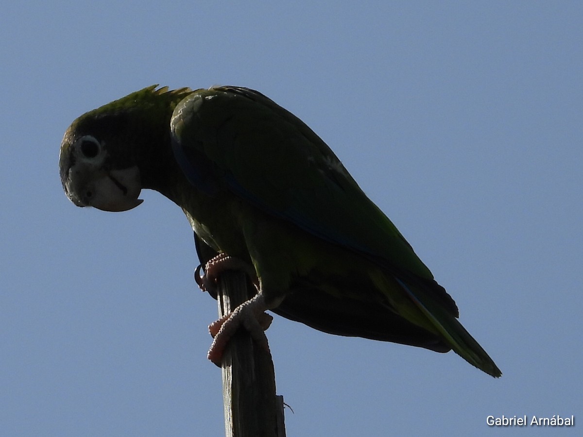Hispaniolan Parrot - ML620363431