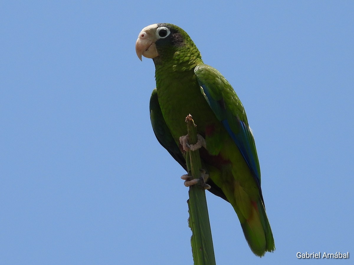 Hispaniolan Parrot - ML620363432