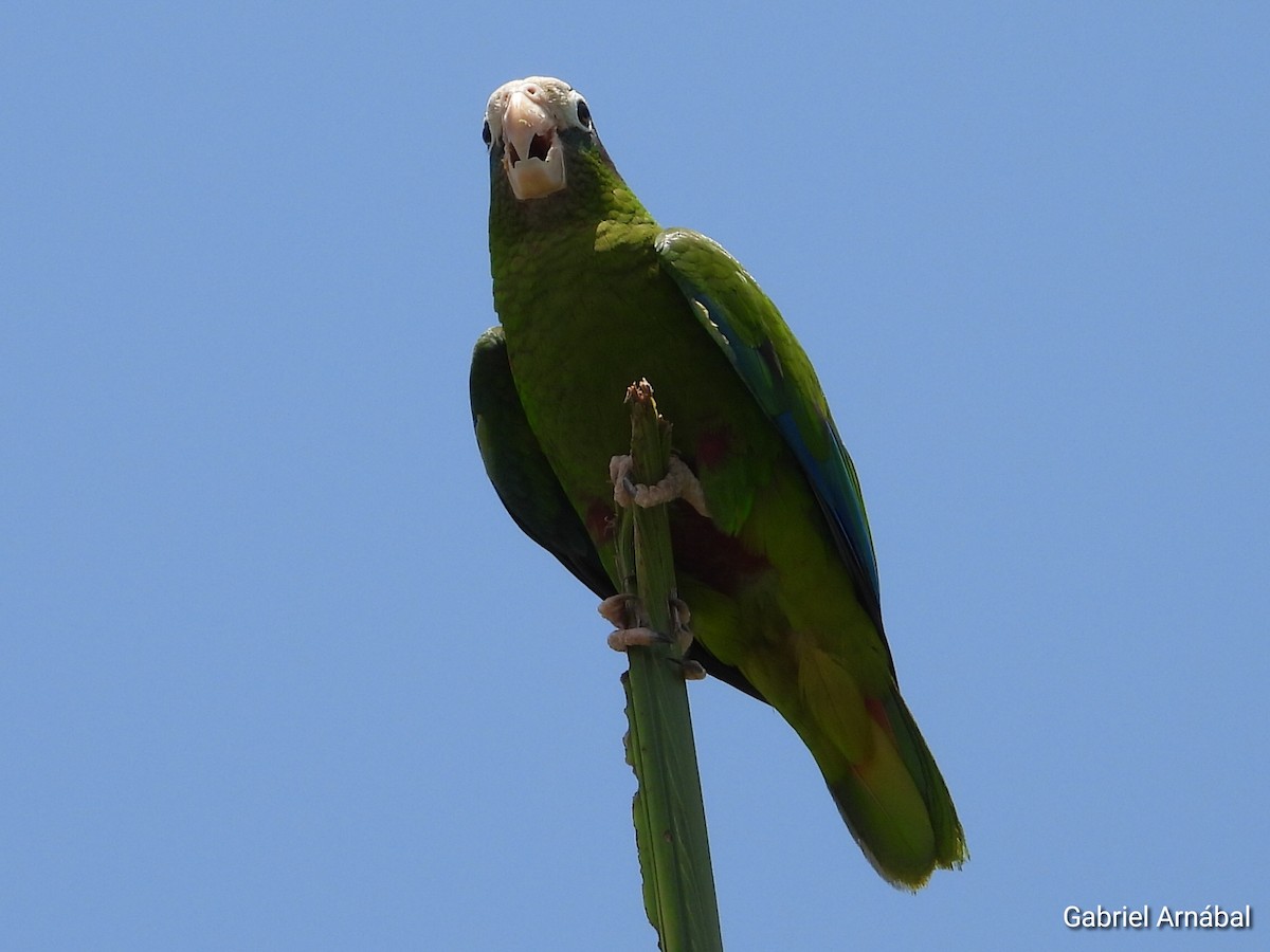 Hispaniolan Parrot - ML620363433