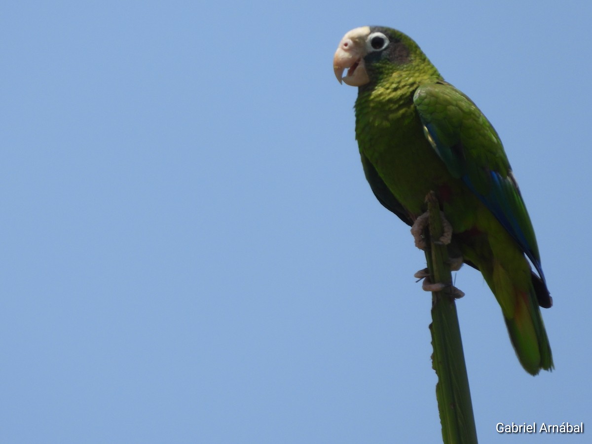 Hispaniolan Parrot - ML620363434