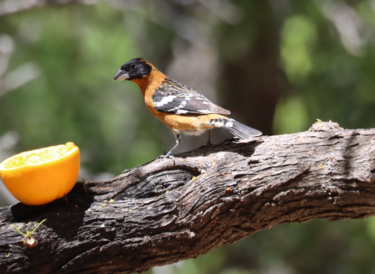 Black-headed Grosbeak - ML620363448