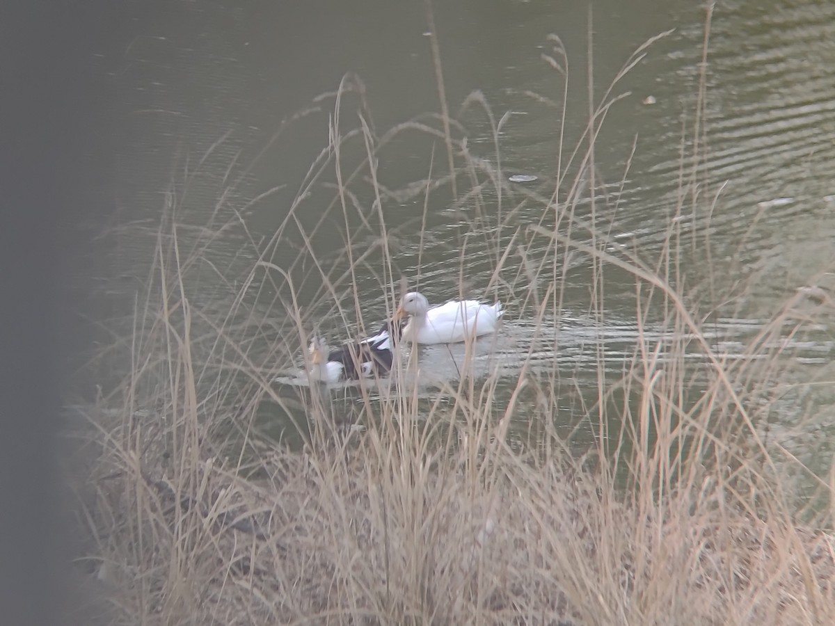 Canard colvert (forme domestique) - ML620363451