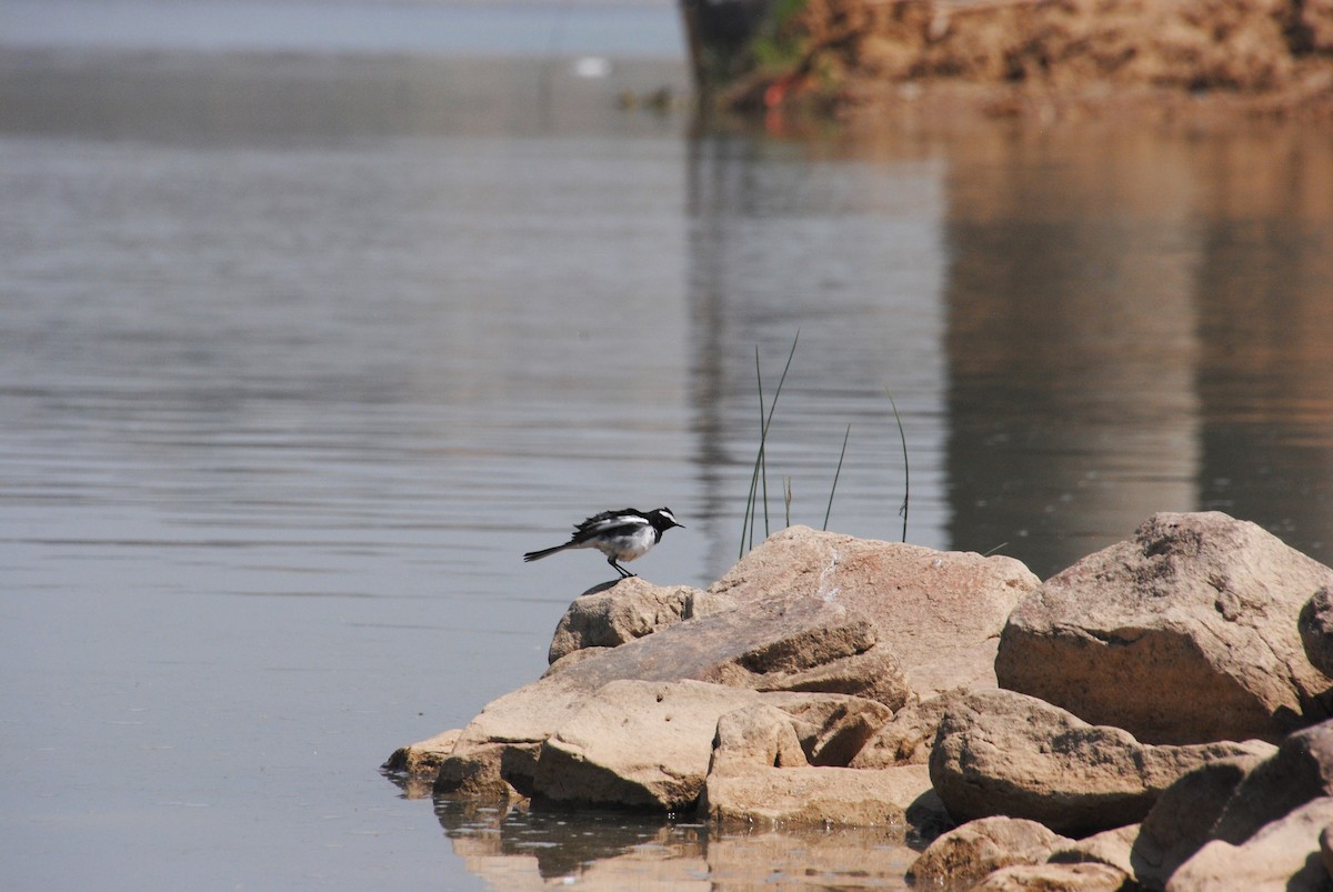 White-browed Wagtail - ML620363452