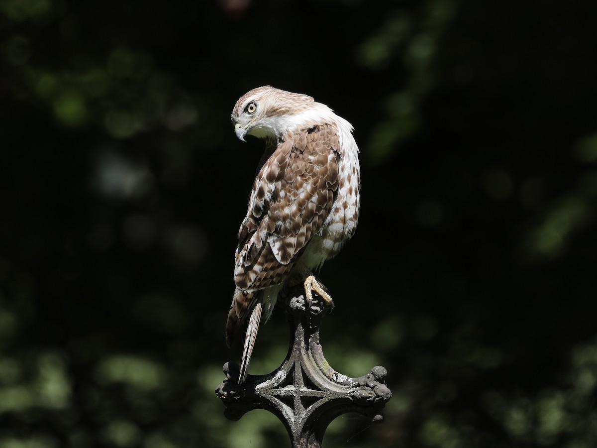 Red-tailed Hawk - ML620363458