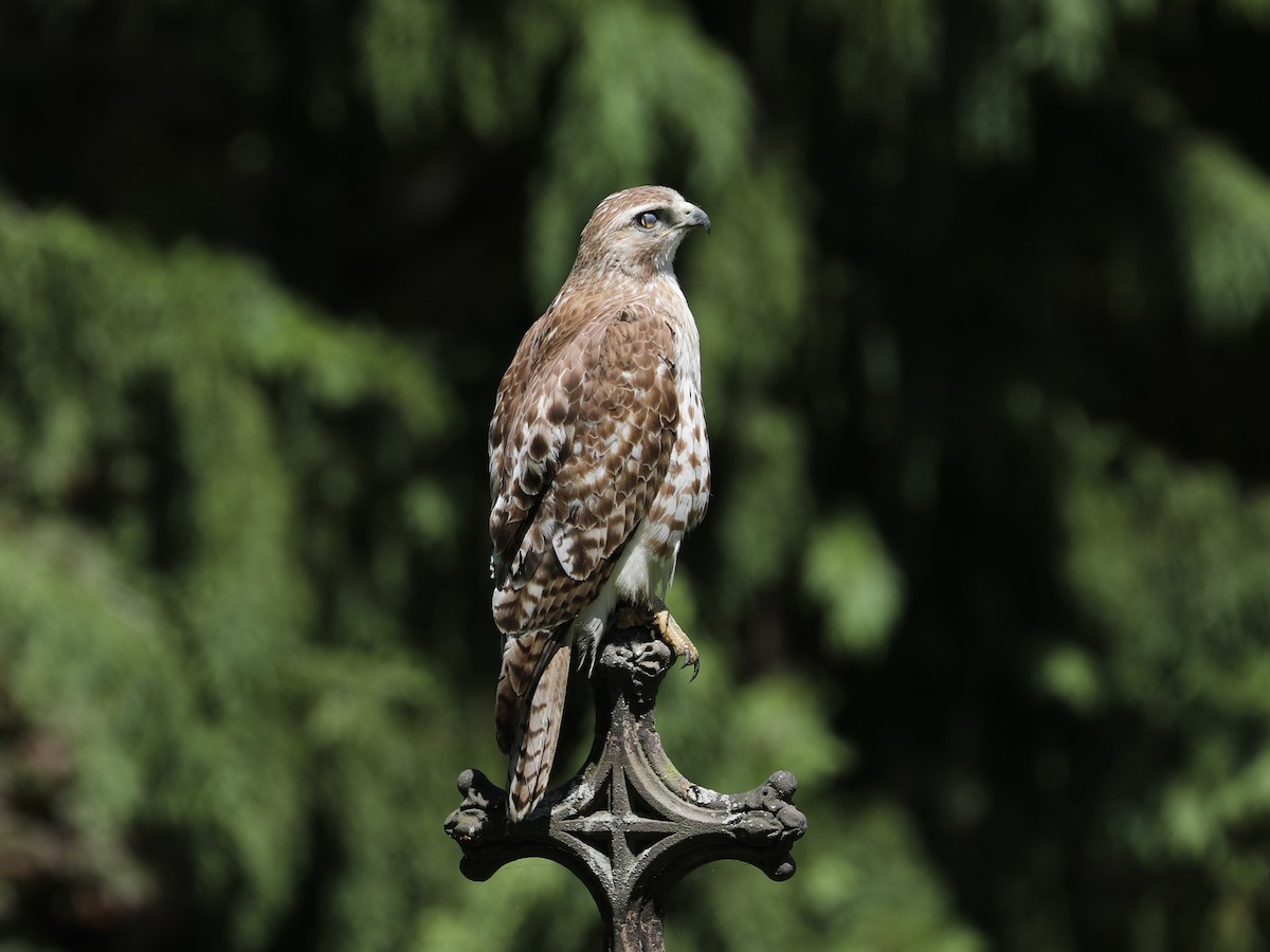 Red-tailed Hawk - ML620363459