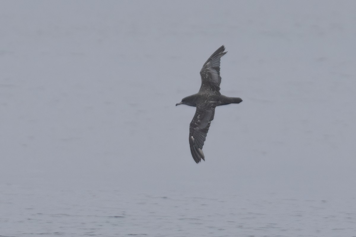 Pink-footed Shearwater - ML620363466