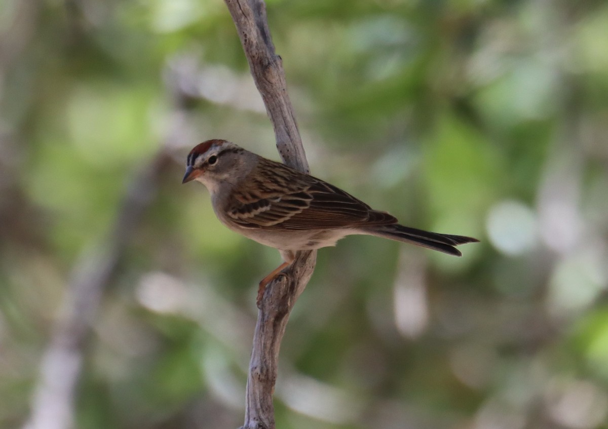 Chipping Sparrow - ML620363488