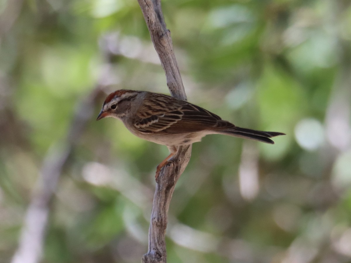 Chipping Sparrow - ML620363500
