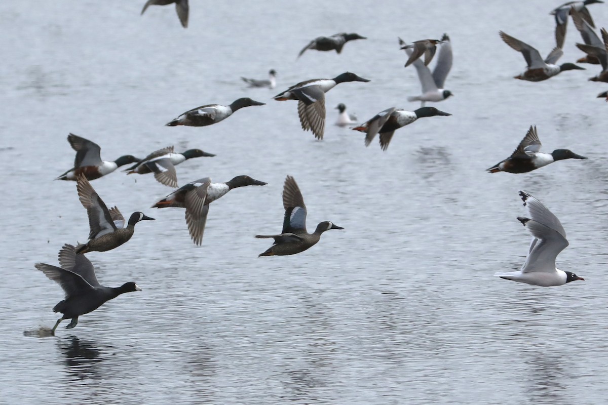 Blue-winged Teal - ML620363502