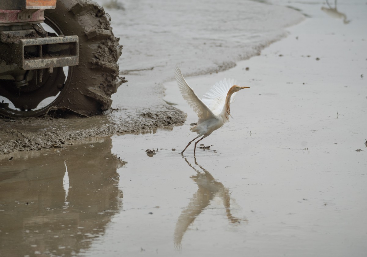 Eastern Cattle Egret - ML620363507