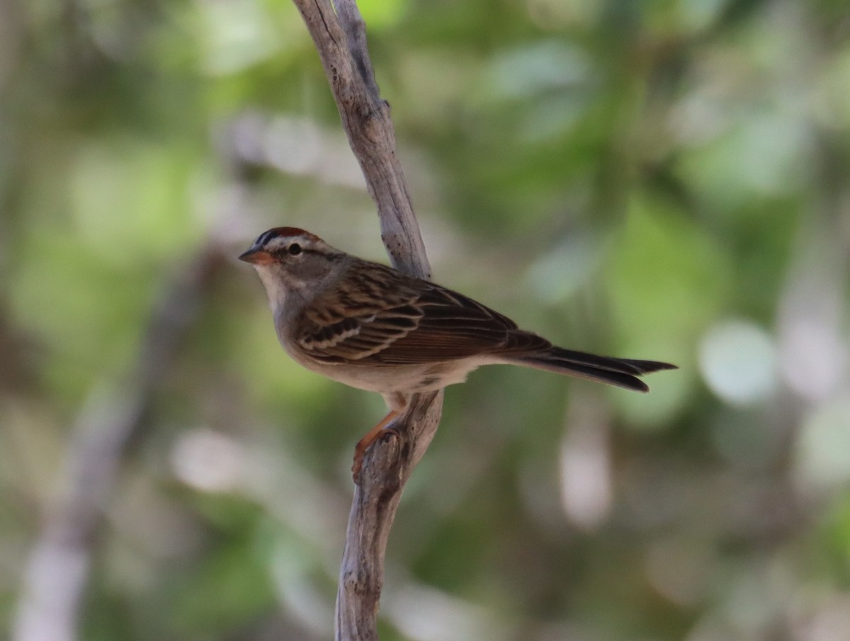 Chipping Sparrow - ML620363515
