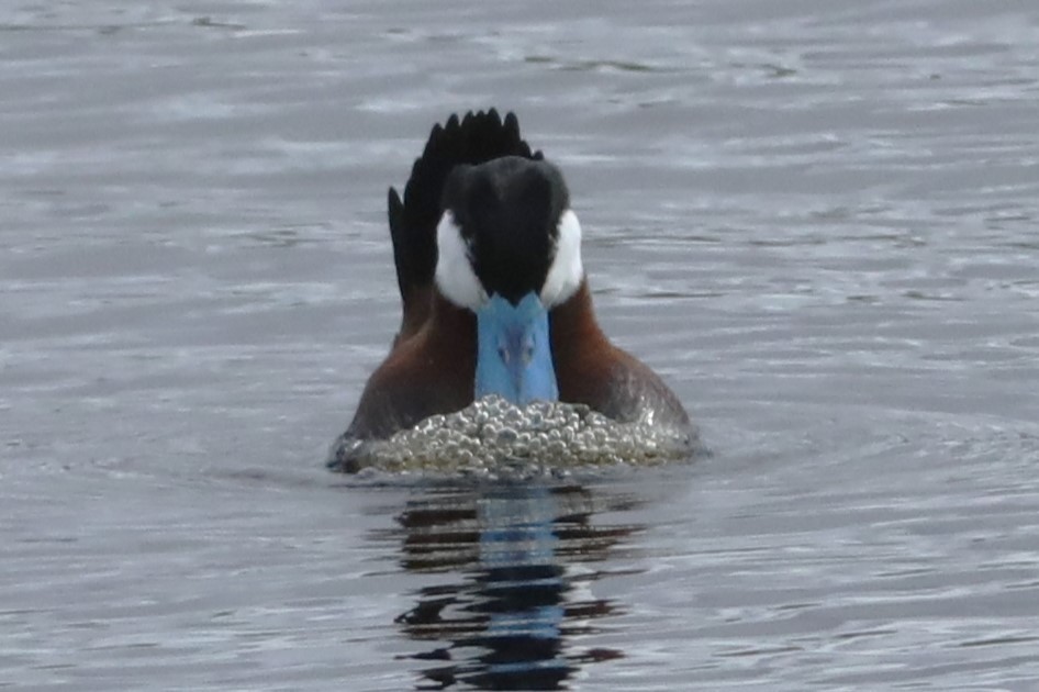 Ruddy Duck - ML620363517