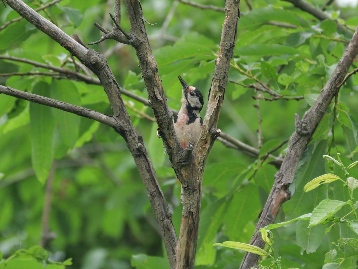 Great Spotted Woodpecker - ML620363523