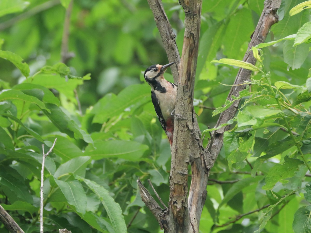 Great Spotted Woodpecker - ML620363524