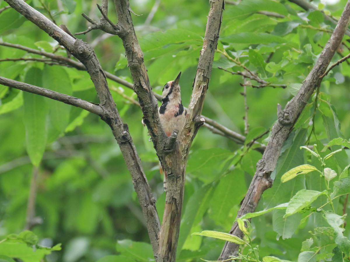 Great Spotted Woodpecker - ML620363525