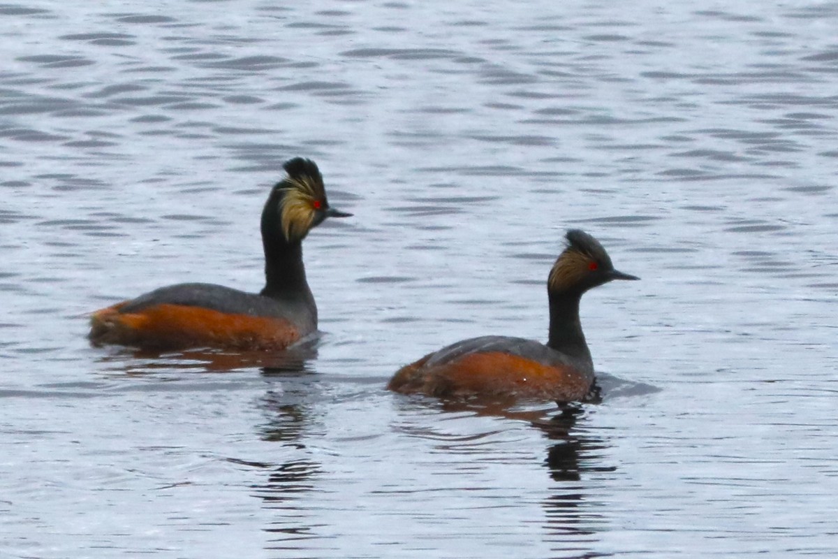 Eared Grebe - ML620363527