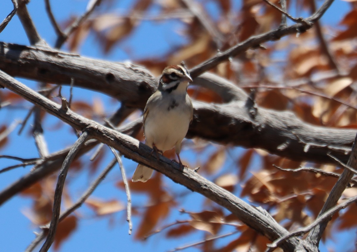 Lark Sparrow - ML620363532