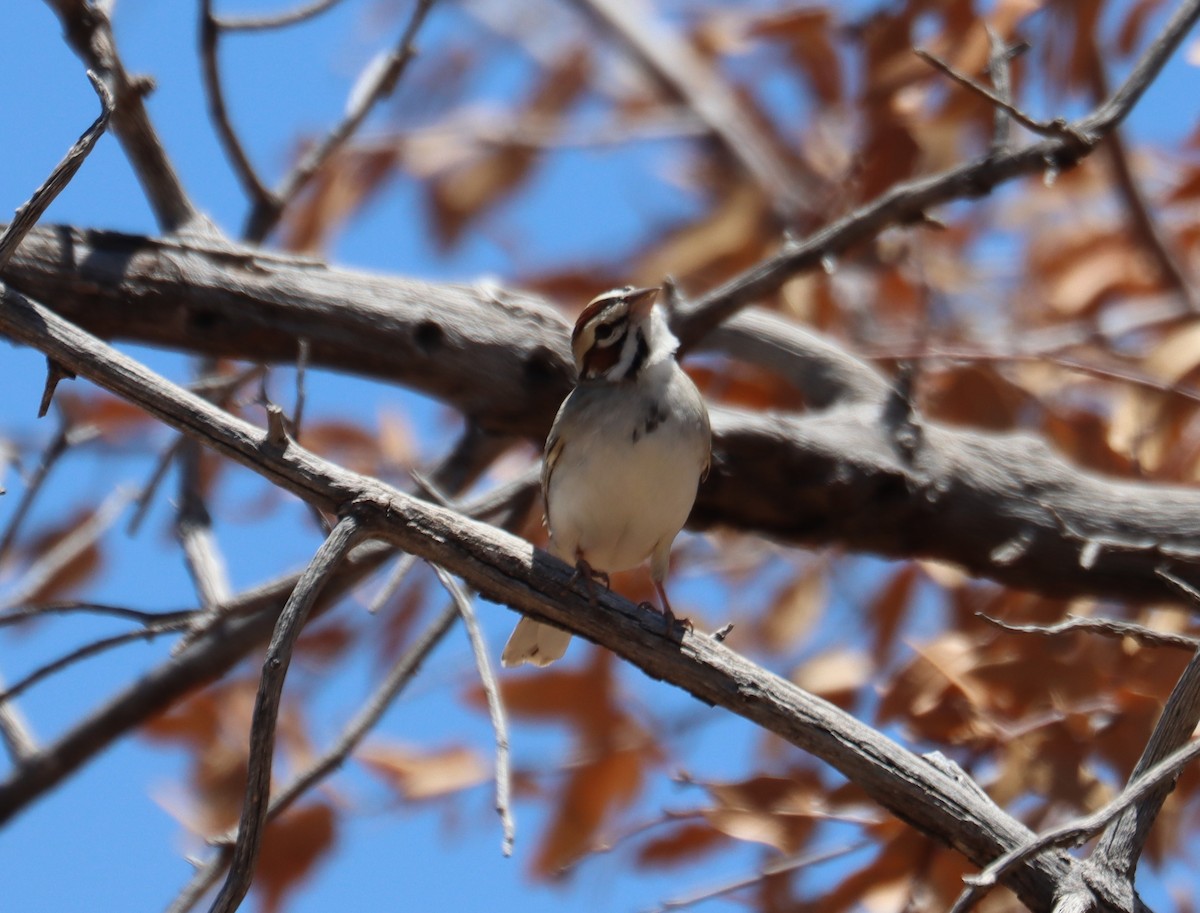 Lark Sparrow - ML620363537