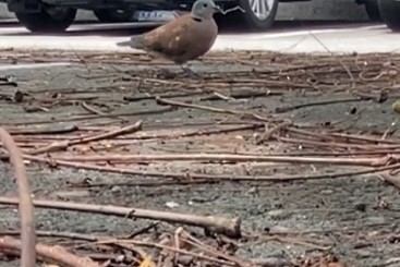 Red Collared-Dove - ML620363540