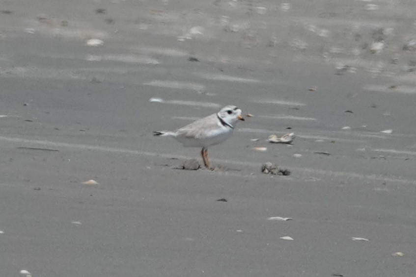 Piping Plover - ML620363548