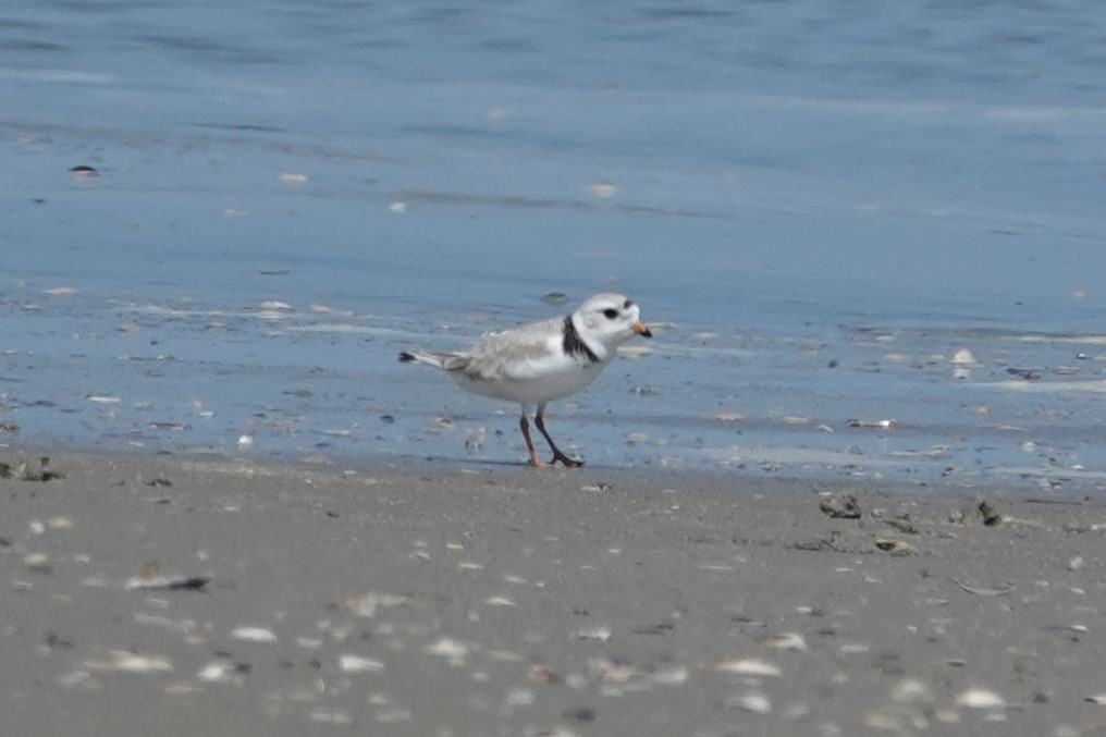 Piping Plover - ML620363549