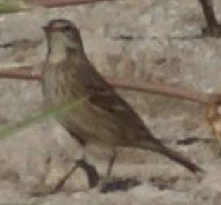 Water Pipit - ML620363552