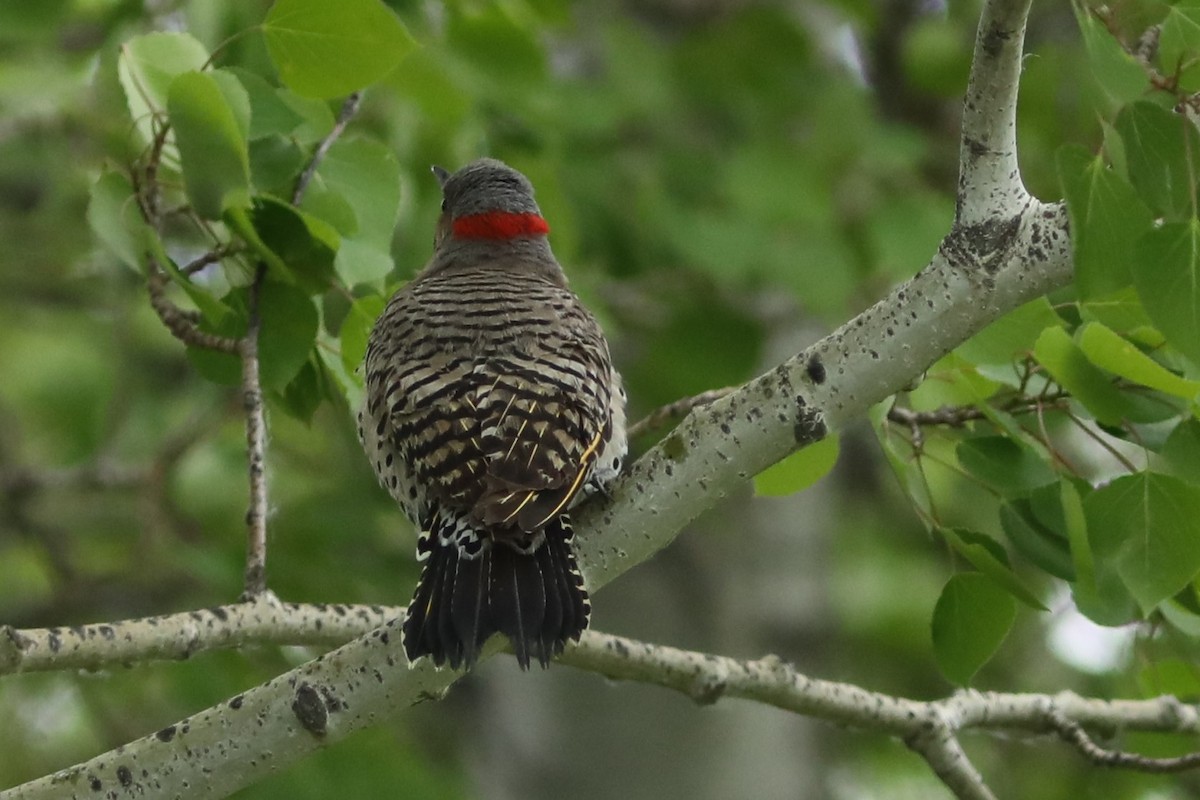 Northern Flicker (Yellow-shafted) - ML620363554